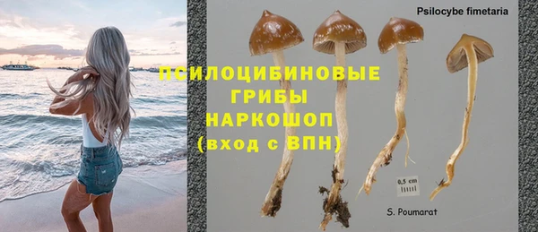 прущие грибы Краснослободск